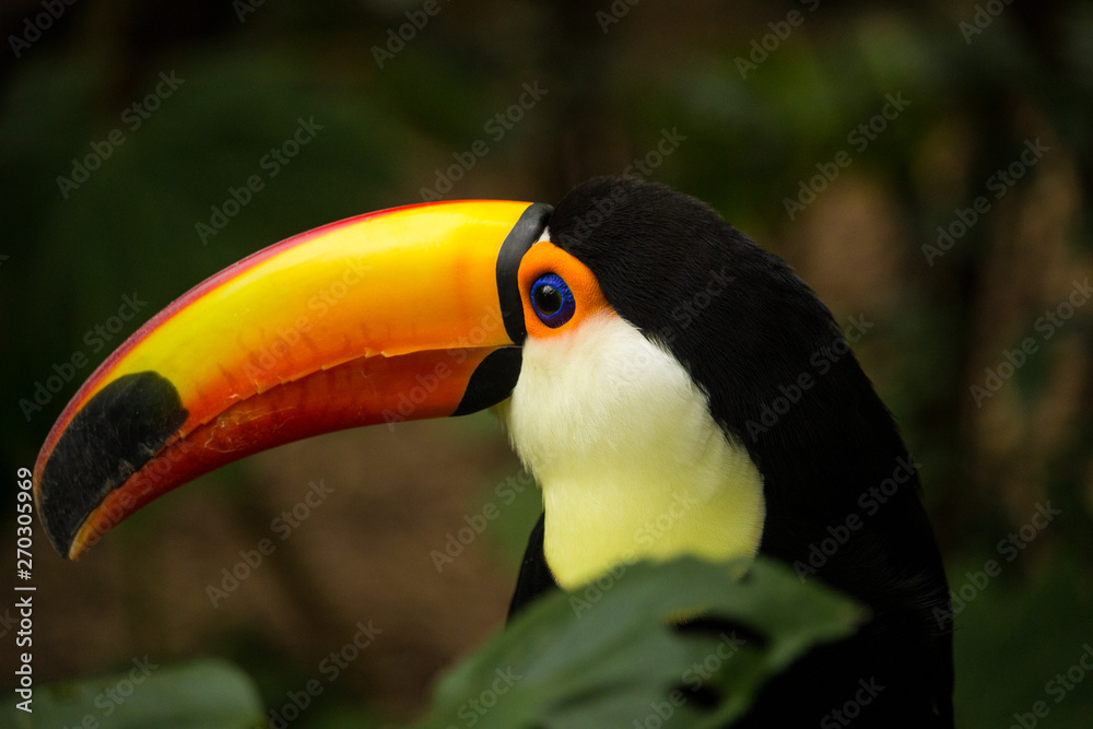 Naklejka premium animales