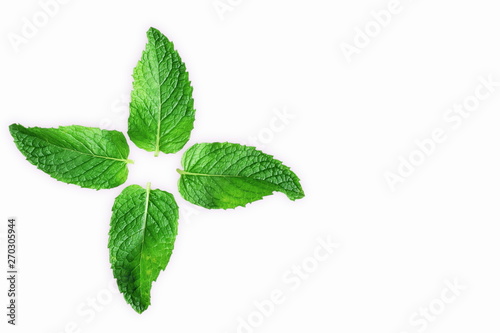 fresh mint leaves mentha leaves herb isolated in white background