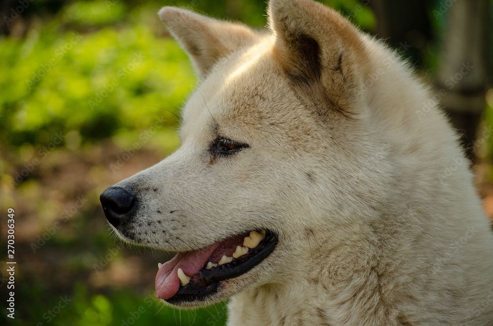 dog breed Akita inu