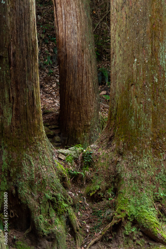 苔が生えた３本の古い木 © sigmaphoto
