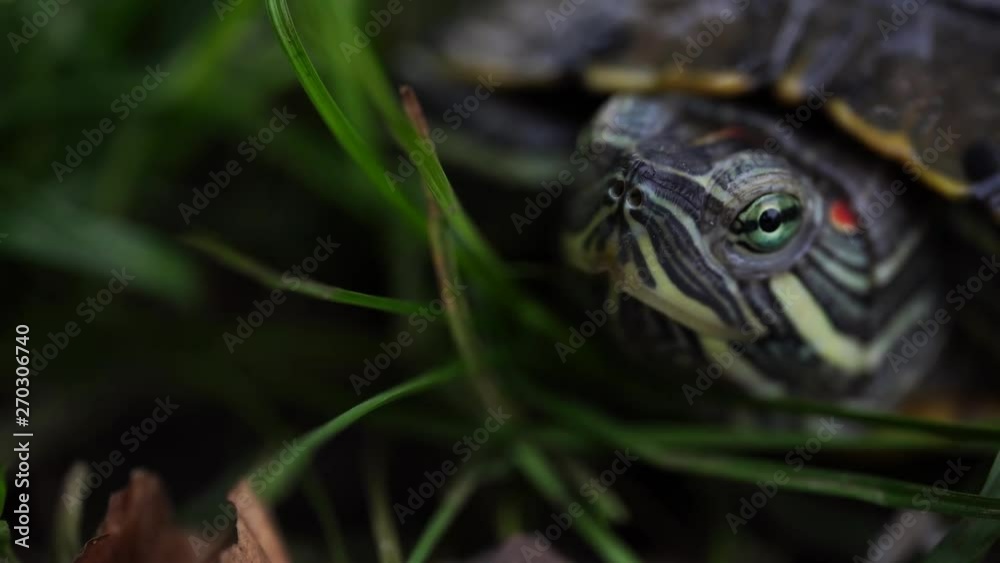 Green turtle in leaves
Green plants and striped tortoise looking at camera on blurred nature background Green turtle in leaves
Green plants and striped tortoise looking at camera on blurred nature background