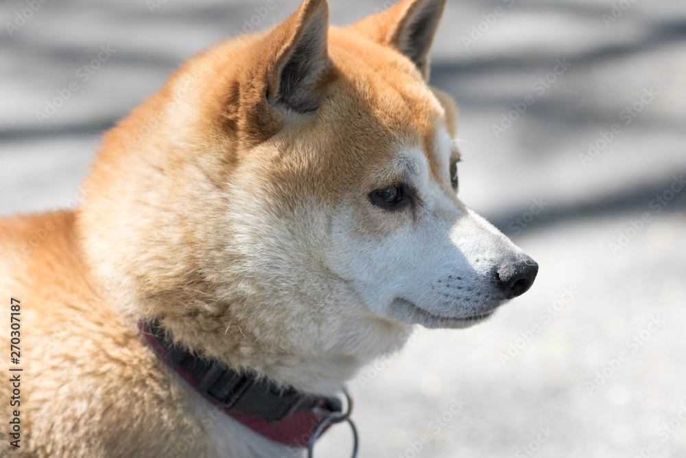 Dog at Central Park, Manhattan, New York.