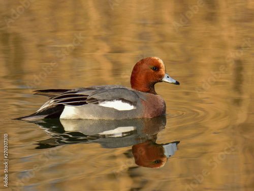 The adult male Eurasian wigeon floating on water in brown and orange reflection
