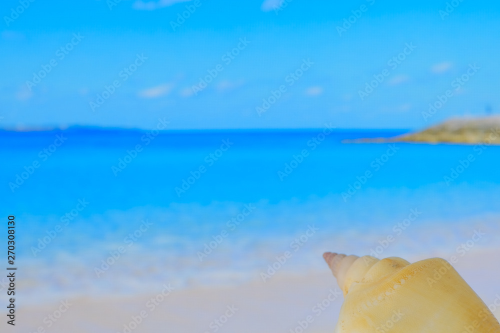 sea and shell background