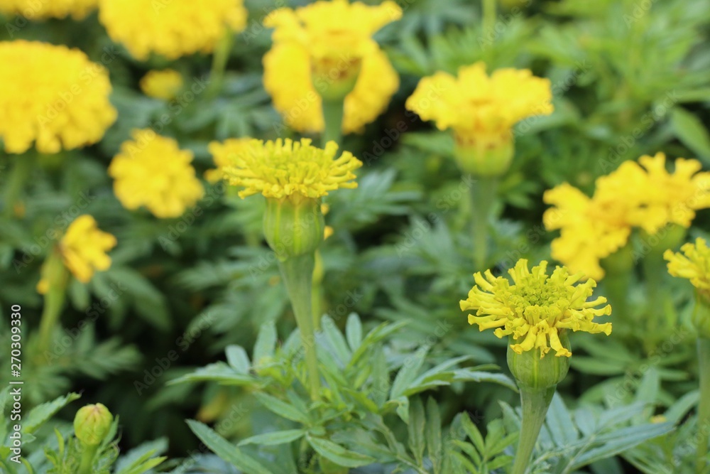 Yellow flowers in the tropical Yellow flowers in the tropical