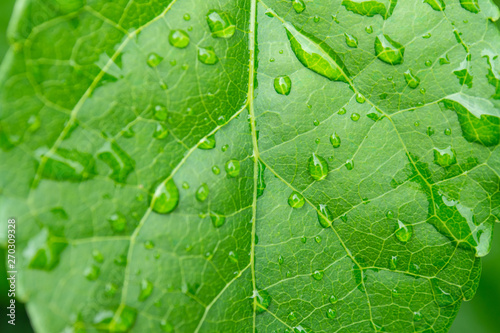 植物の葉 雨の日 水滴 雨