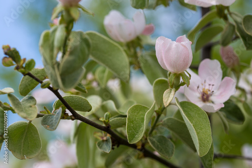 Blossom of quince in late spring, Cydonia oblonga, Shamakhi, Azerbaijan