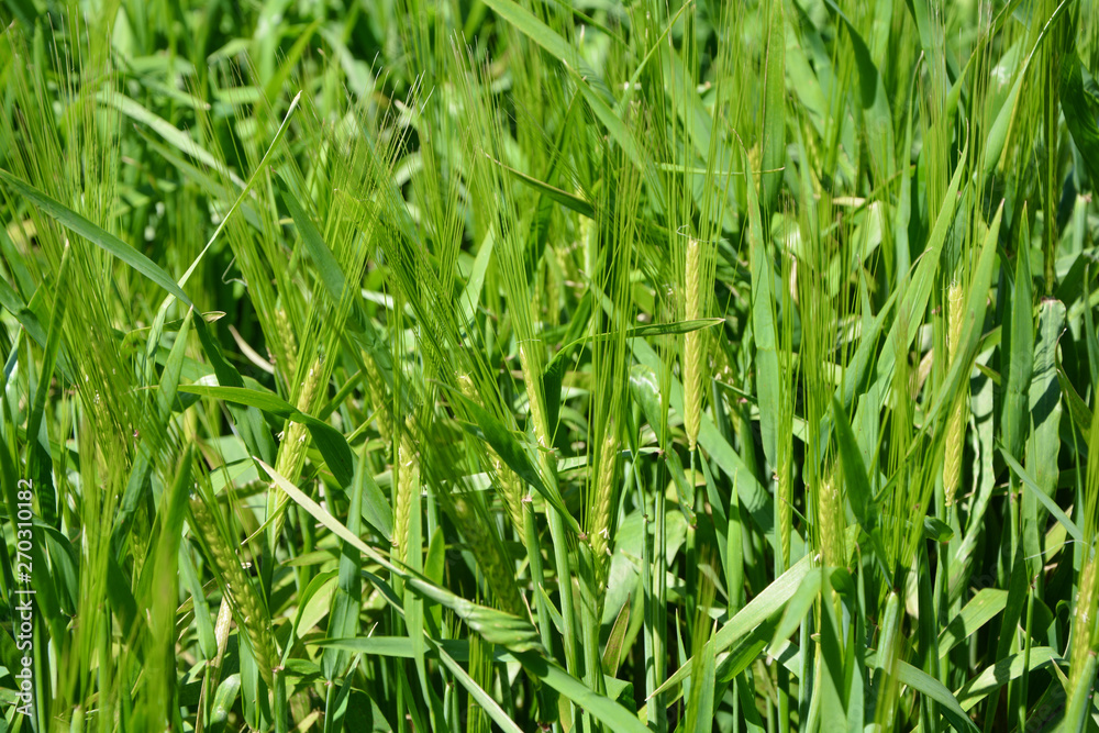 Cultivo de trigo, agricultura Cultivo de trigo, agricultura