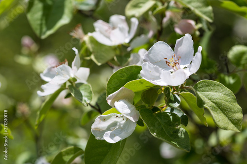 Blossom of quince in late spring, Cydonia oblonga, Shamakhi, Azerbaijan photo