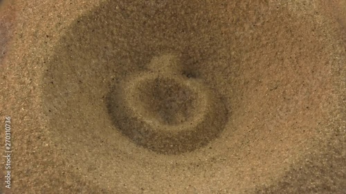 Antlion catches ant 1127 3