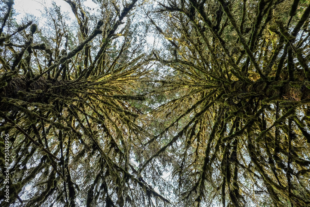 Fototapeta premium Hoh Trees