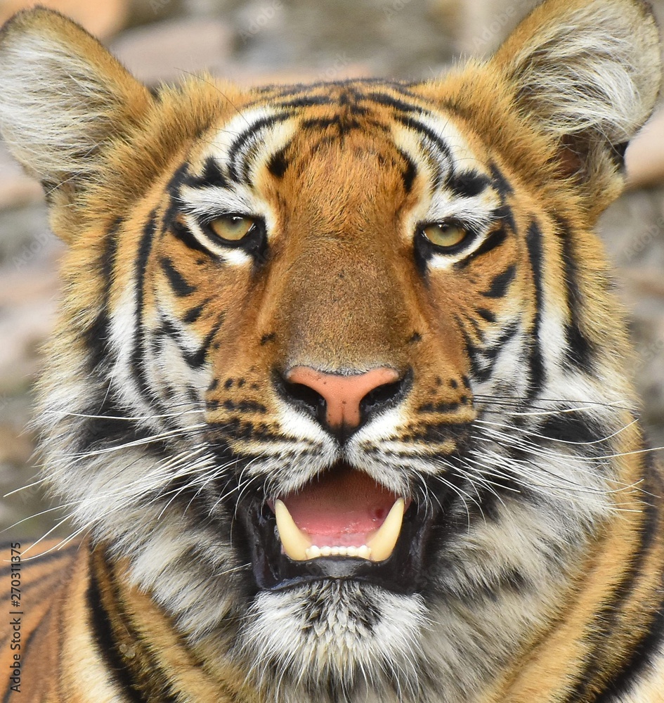 Obraz premium Tiger portrait 