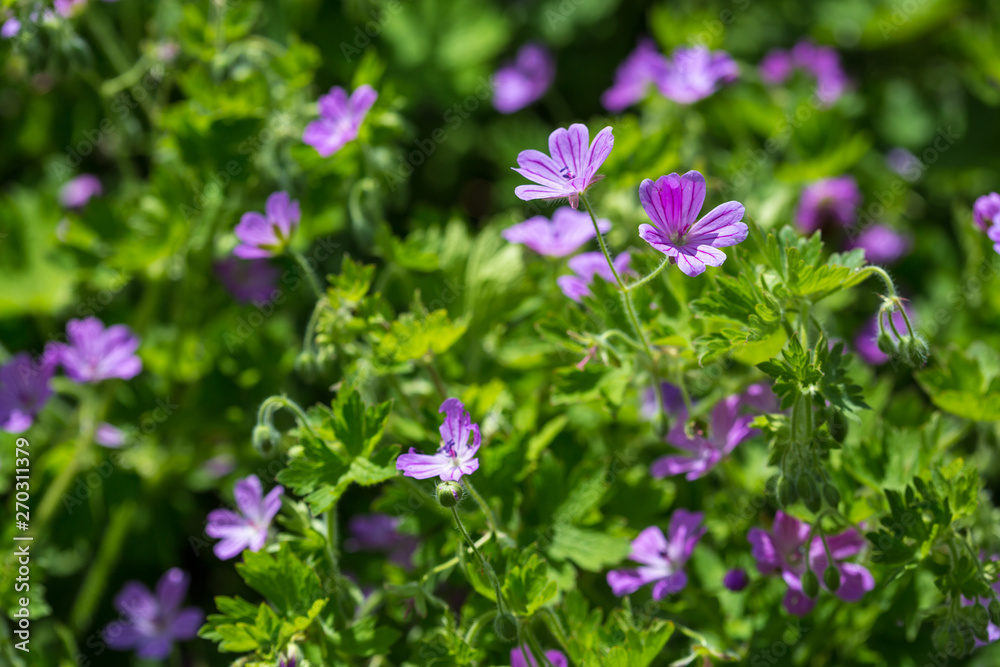 Purple little wild field flowers wild close up. Shemakha, Azerbaijan. Purple little wild field flowers wild close up. Shemakha, Azerbaijan.