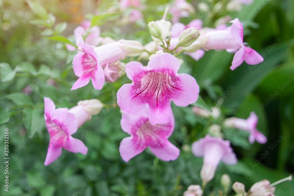 Pink trumpet vine or Podranea ricasoliana bloom with sunlight on blur nature background. Pink trumpet vine or Podranea ricasoliana bloom with sunlight on blur nature background.