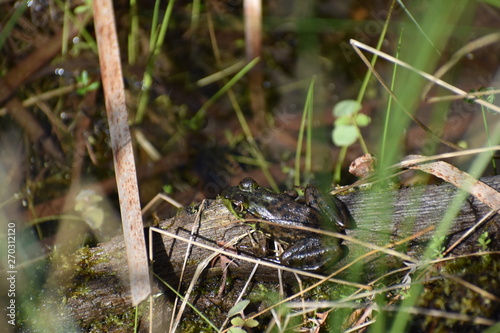 Bullfrog in Marsh 