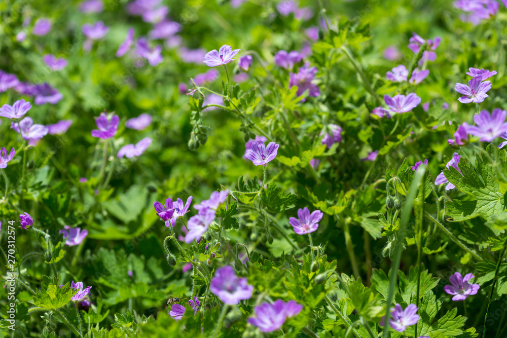 Purple little wild field flowers wild close up. Shemakha, Azerbaijan. Purple little wild field flowers wild close up. Shemakha, Azerbaijan.