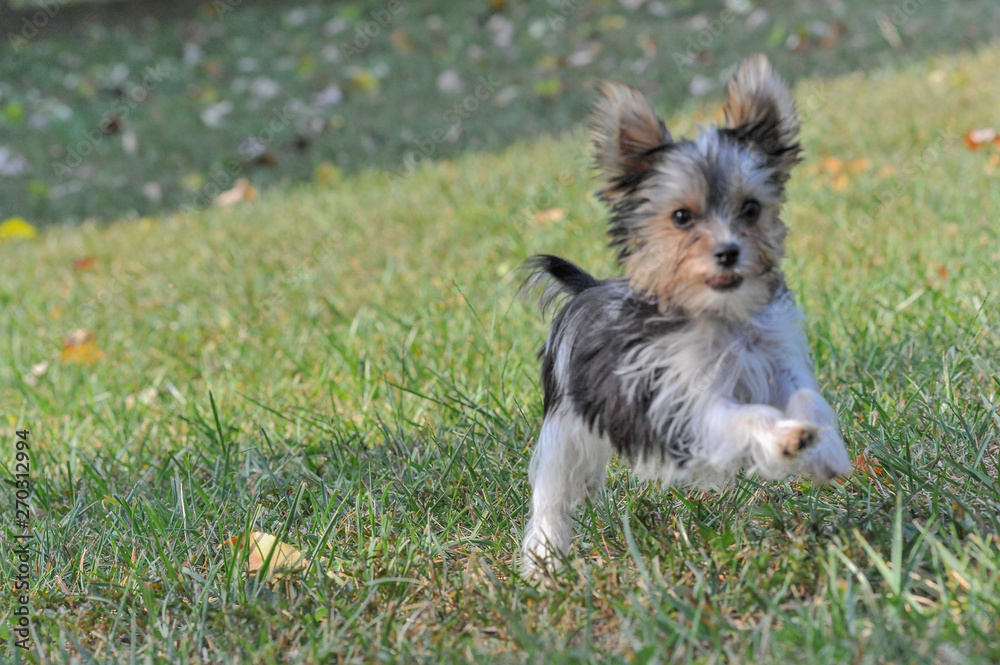 The Yorkshire Terrier is a small dog breed of terrier type,  The breed is nicknamed Yorkie
