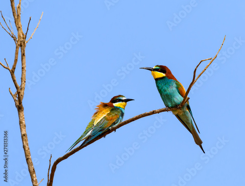 Two European Bee-Eaters Perched in Tree on Blue Sky in Spring