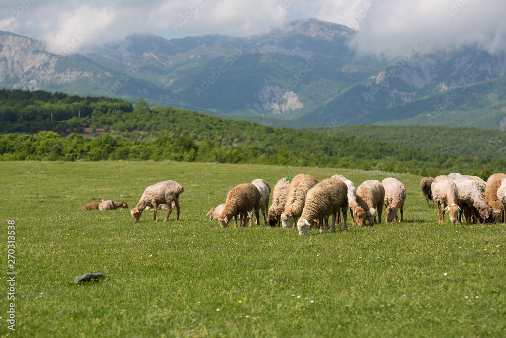 Sheeps on the alp fields. A sheeps is sitting at an alpine meadow in the alps. Sheeps on the alp fields. A sheeps is sitting at an alpine meadow in the alps.