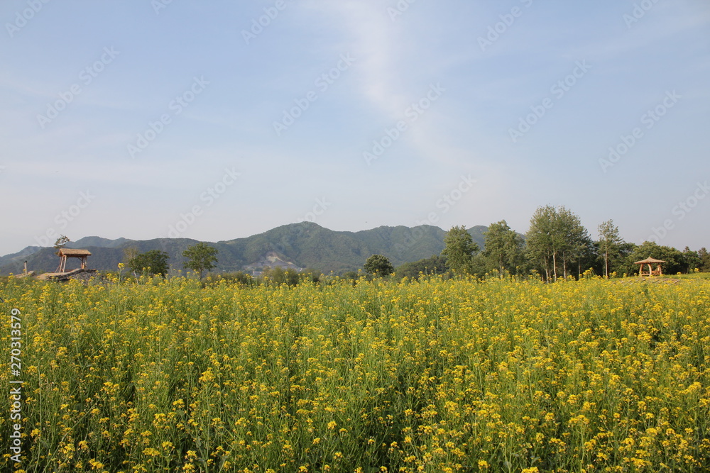 Fototapeta premium 꽃밭