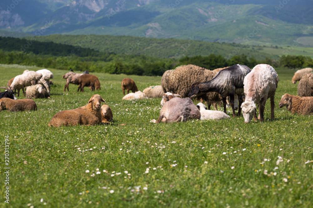 Sheeps on the alp fields. A sheeps is sitting at an alpine meadow in the alps.