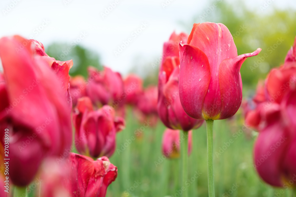 Group of red tulips in the garden during spring or summer time Group of red tulips in the garden during spring or summer time
