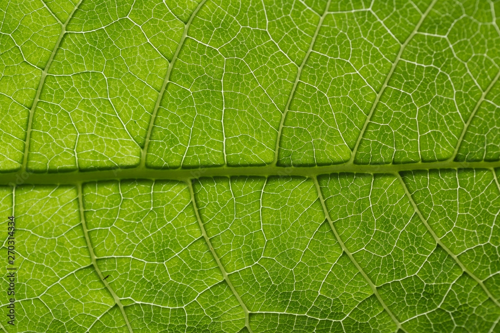 Green leaf pattern, natural background. Green natural background, visible leaf texture Green leaf pattern, natural background. Green natural background, visible leaf texture