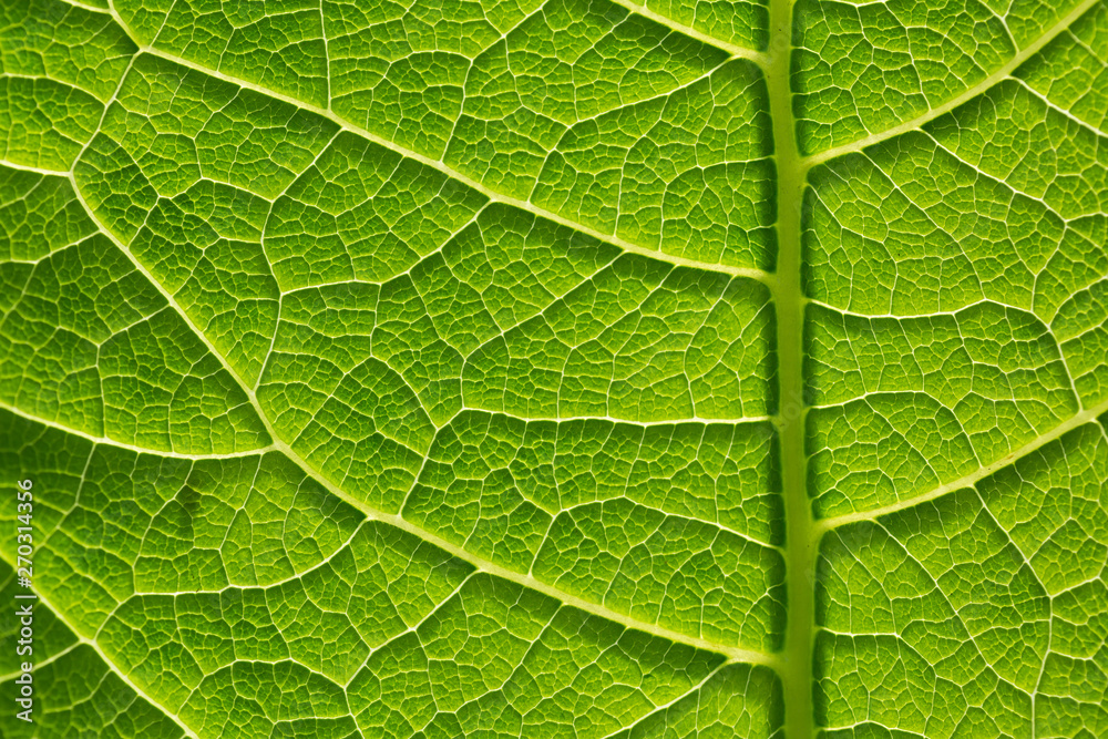 Fototapeta premium Green leaf pattern, natural background. Green natural background, visible leaf texture