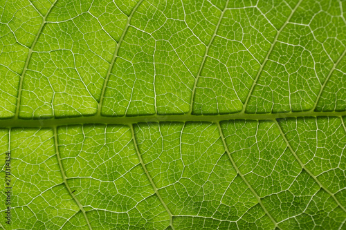 Green leaf pattern, natural background. Green natural background, visible leaf texture