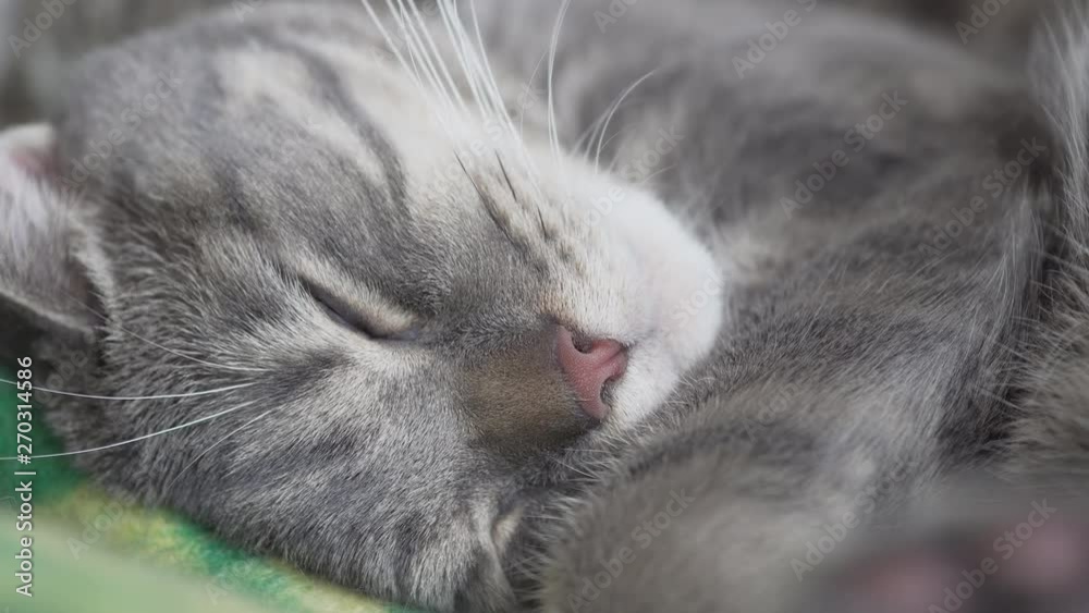 Scottish straight cat resting on green and yellow plaid close up Scottish straight cat resting on green and yellow plaid close up