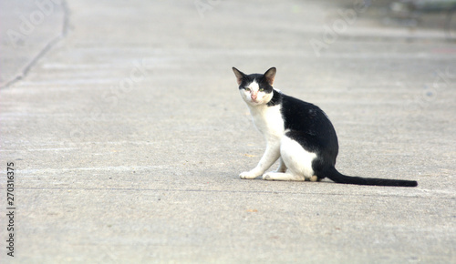 Homeless black and white cat resting on the warm asphalt road. in the morning