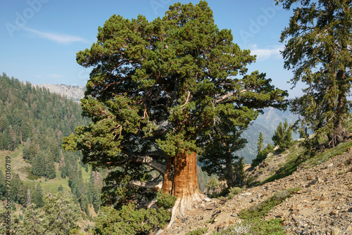 Foxtail pine, Pinus balfouriana