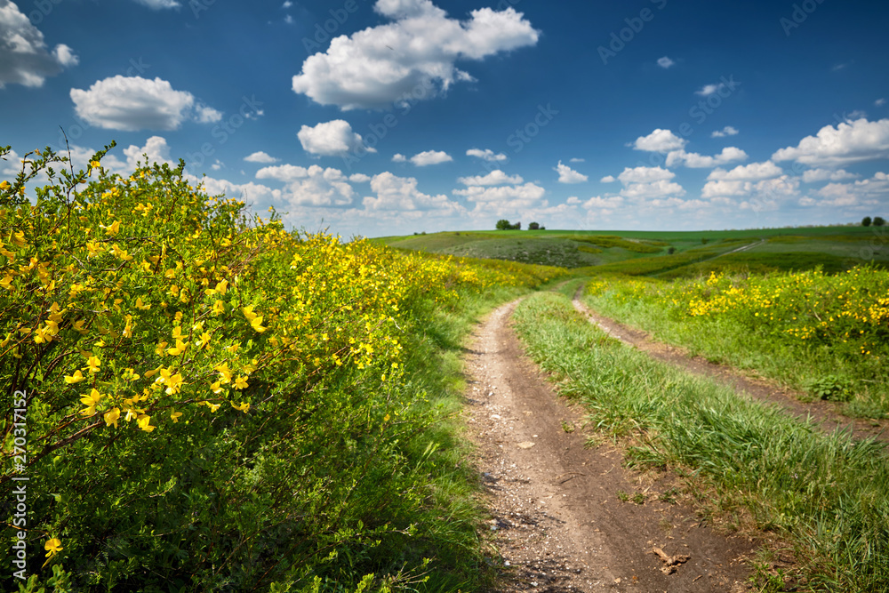 Spring yellow wildflowers and the road to the sky