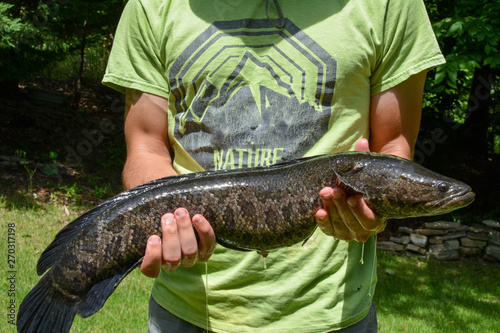 Northern Snakehead caught in Virginia