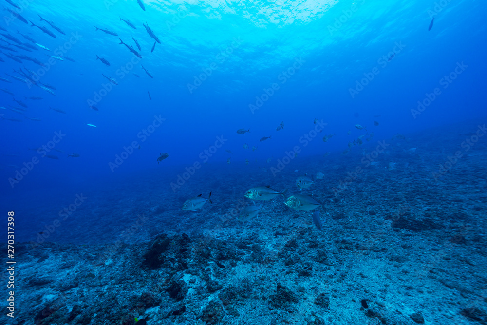 青い海を泳ぐギンガメアジの群れ　小笠原
