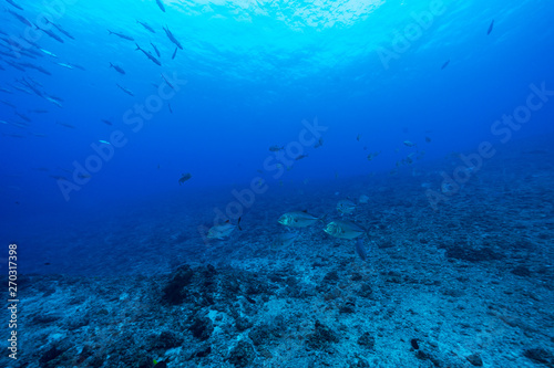 青い海を泳ぐギンガメアジの群れ 小笠原
