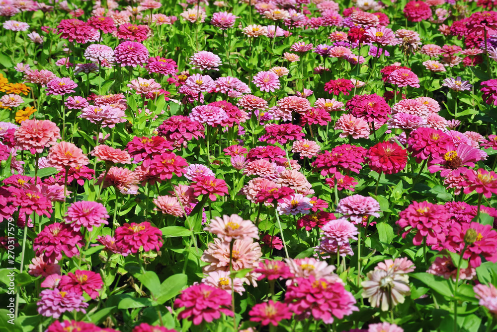 Full Frame Background of Fresh Pink Flower Field in the Park with Selective Focus