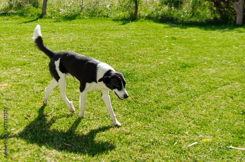 Cachorro husmeando en el pasto