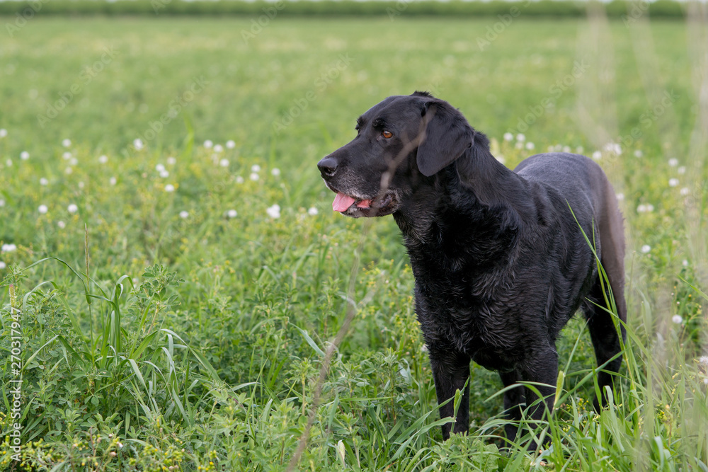 Black labrador retriever standing in green meadow .