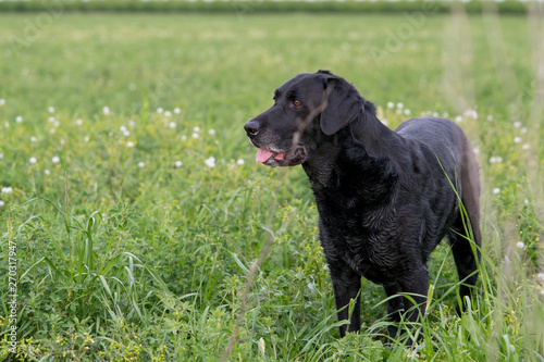 Black labrador retriever standing in green meadow .