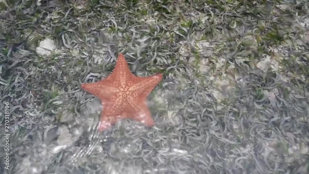 Red cushion sea star (Oreaster reticulatus) on turtle grass on - the-Caribbean-sea-Los-roques-National-Park-Venezuela Red cushion sea star (Oreaster reticulatus) on turtle grass on - the-Caribbean-sea-Los-roques-National-Park-Venezuela