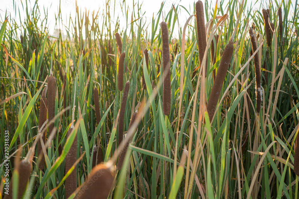 Fototapeta premium Sun setting behind Cattail reeds .