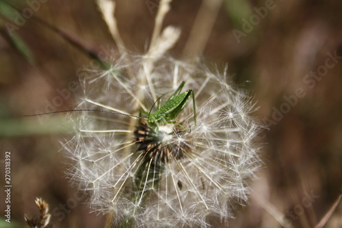 Green grasshopper  Tettigonia viridissima  on a dandelion flower