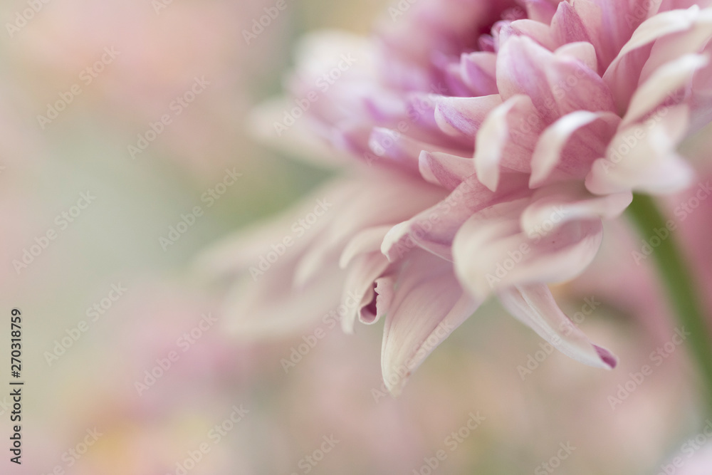 Petalos suaves flor rosada