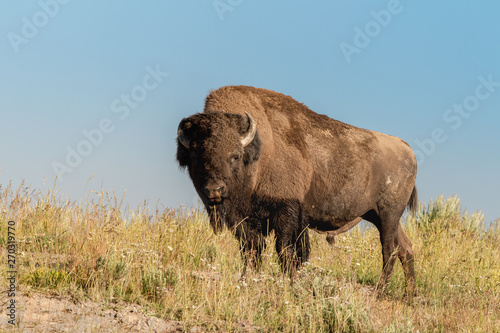 Single male bison (Bison bison) on a hill in Hayden Valley, Yellowstone National Park, Wyoming, USA.