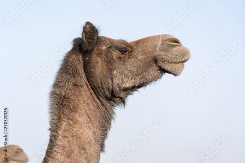 Camel head in desert Thar during Pushkar Camel Fair, Rajasthan, India © OlegD