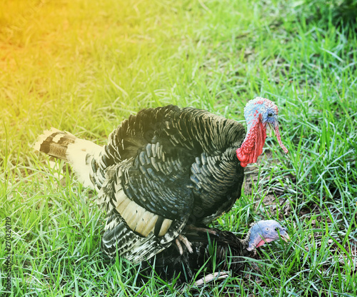 turkey on grass