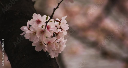 Cherry blossom at the park daytime cloudy copyspace photo