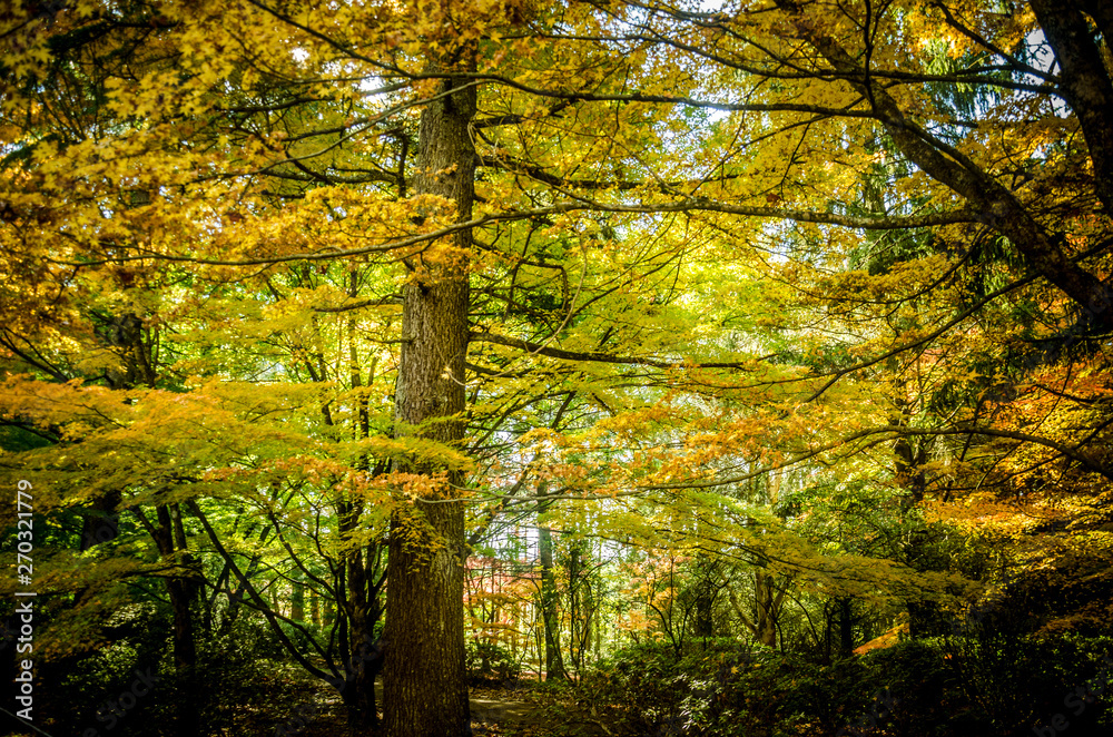 Autumn Foliage Blue Mountains NSW Autumn Foliage Blue Mountains NSW