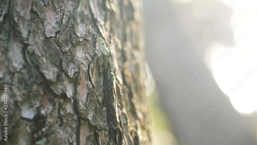 Textural tree bark at golden hour